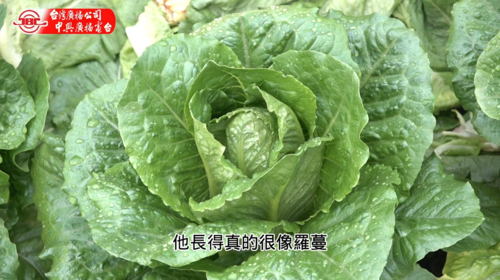 仁愛鄉容易農場 羅蔓心(美生菜)產品圖