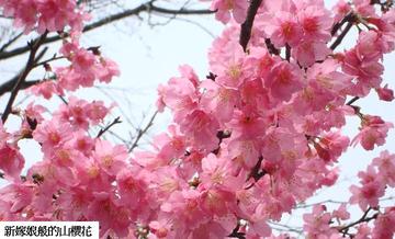 2009陽明山花季開跑產品圖