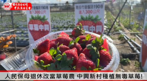 人民保母退休改當草莓農 中興新村種植無毒草莓!  |優質節目|美麗南投
