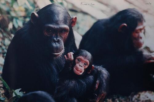 1141021珍重再見！科博館《珍與科博》快閃展出 回顧珍古德博士跨時代情緣