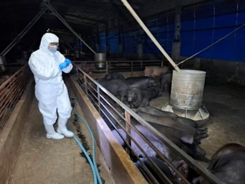 1141022防堵非洲豬瘟擴散！ 中市府：儘速查明病毒來源 啟動四大防疫措施 全力配合農業部防疫