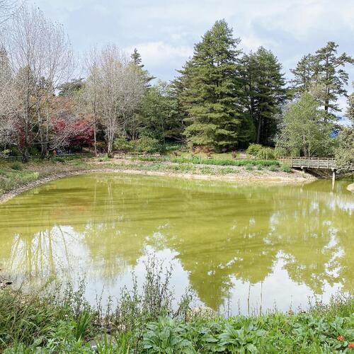 1141118梨山秋季「楓」景登場！交通局開賣台中Go限時優惠套票 搭公車賞楓趣產品圖