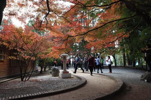 1141126參山處推冬季最划算玩法 從谷關燈節一路賞楓到福壽山