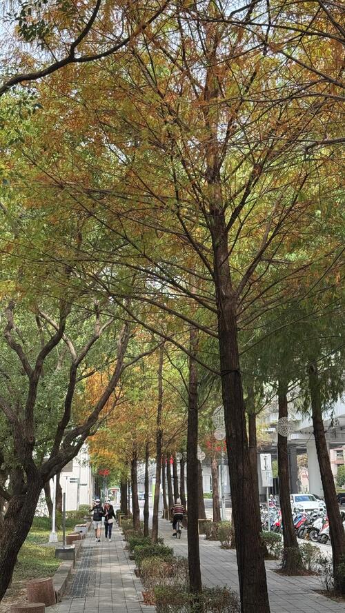 1141214秋冬美景正盛！后里、南屯、太平落羽松接力轉色 打造城市最詩意風景線！