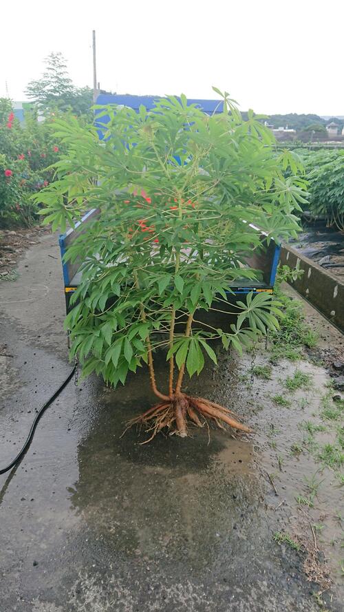 1141219興大跨國研究：精準調控鉀離子運輸可提升木薯產量與抗旱能力    成果刊登《Nature Plants》產品圖