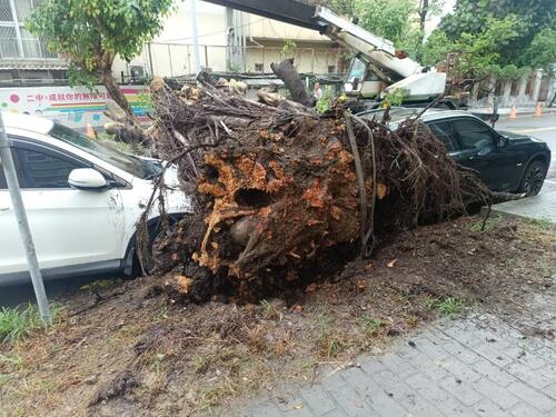 1150506中二中旁路樹倒壓損兩車 中市教育局：已啟動保險理賠、校園樹木全面健診