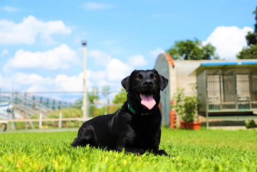 1150124階段性任務達成！搜救犬JACOB、WONDER光榮卸任