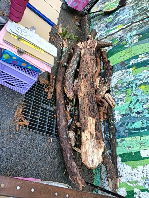 1150405大坑9號步道因豪雨樹木斷枝、邊坡鬆動 曾咨耀、曾朝榮呼籲市府：應建立「雨後即時巡檢」與「高風險預警」機制 中市建設局：已派員清除完成、加強主動巡檢