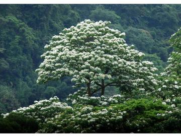 2012新北市客家桐花祭  |花哩嗶啵Hakka當後生