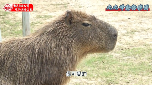 九九峰動物樂園產品圖